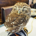 パクチーバル 8889 - コキメンフクロウのジョプリン