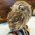 パクチーバル 8889 - コキメンフクロウのジョプリン