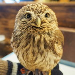 パクチーバル 8889 - コキメンフクロウのジョプリン