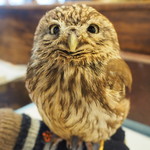 パクチーバル 8889 - コキメンフクロウのジョプリン