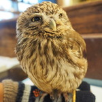 パクチーバル 8889 - コキメンフクロウのジョプリン