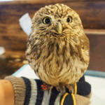 パクチーバル 8889 - コキメンフクロウのジョプリン