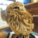 パクチーバル 8889 - コキメンフクロウのジョプリン