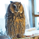 パクチーバル 8889 - ウサギフクロウ