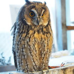 パクチーバル 8889 - ウサギフクロウ