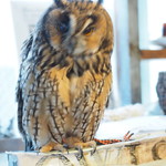 パクチーバル 8889 - ウサギフクロウ