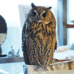 パクチーバル 8889 - ウサギフクロウ