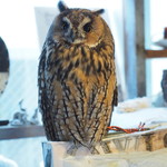 パクチーバル 8889 - ウサギフクロウ