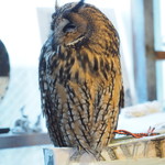 パクチーバル 8889 - ウサギフクロウ