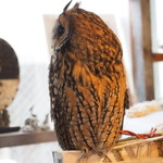 パクチーバル 8889 - ウサギフクロウ