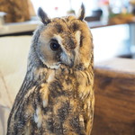 パクチーバル 8889 - ウサギフクロウ