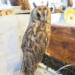 パクチーバル 8889 - ウサギフクロウ