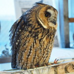 パクチーバル 8889 - ウサギフクロウ