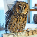 パクチーバル 8889 - ウサギフクロウ