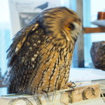 パクチーバル 8889 - ウサギフクロウ