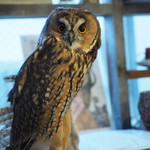 パクチーバル 8889 - ウサギフクロウ