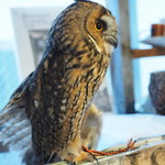 パクチーバル 8889 - ウサギフクロウ