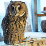 パクチーバル 8889 - ウサギフクロウ