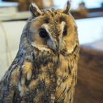 パクチーバル 8889 - ウサギフクロウ