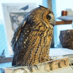 パクチーバル 8889 - ウサギフクロウ