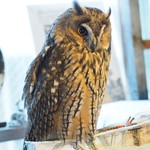 パクチーバル 8889 - ウサギフクロウ