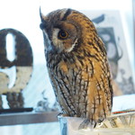 パクチーバル 8889 - ウサギフクロウ