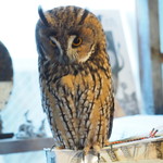 パクチーバル 8889 - ウサギフクロウ