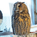 パクチーバル 8889 - ウサギフクロウ