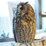 パクチーバル 8889 - ウサギフクロウ