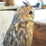 パクチーバル 8889 - ウサギフクロウ