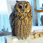 パクチーバル 8889 - ウサギフクロウ