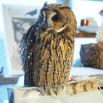 パクチーバル 8889 - ウサギフクロウ