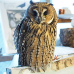 パクチーバル 8889 - ウサギフクロウ