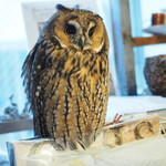 パクチーバル 8889 - ウサギフクロウ