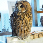 パクチーバル 8889 - ウサギフクロウ