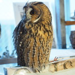 パクチーバル 8889 - ウサギフクロウ