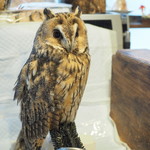 パクチーバル 8889 - ウサギフクロウ