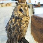 パクチーバル 8889 - ウサギフクロウ