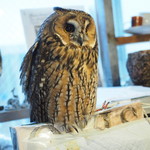 パクチーバル 8889 - ウサギフクロウ