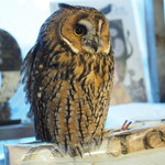 パクチーバル 8889 - ウサギフクロウ