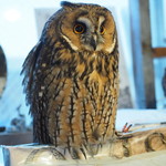 パクチーバル 8889 - ウサギフクロウ