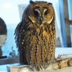 パクチーバル 8889 - ウサギフクロウ