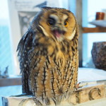パクチーバル 8889 - ウサギフクロウ