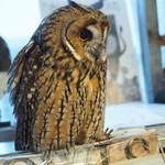 パクチーバル 8889 - ウサギフクロウ