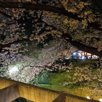 鰻割烹 伊豆栄 梅川亭 - 眼下に満開の桜が見えました。