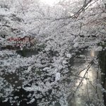 はし田屋 - 目黒川の桜
