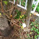 旬の味 たなか - 桜咲く