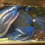 にょろ助 瓢六亭 - 長良川の天然鰻