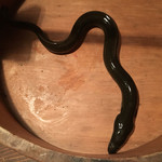 にょろ助 瓢六亭 - 長良川の天然鰻