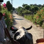 星のや竹富島 - 水牛車散歩＠2017/9